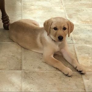 Meet your Posher, Austin